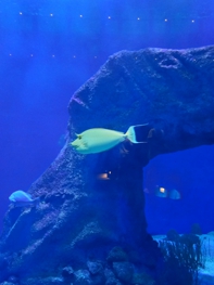 Aquarium Oniria